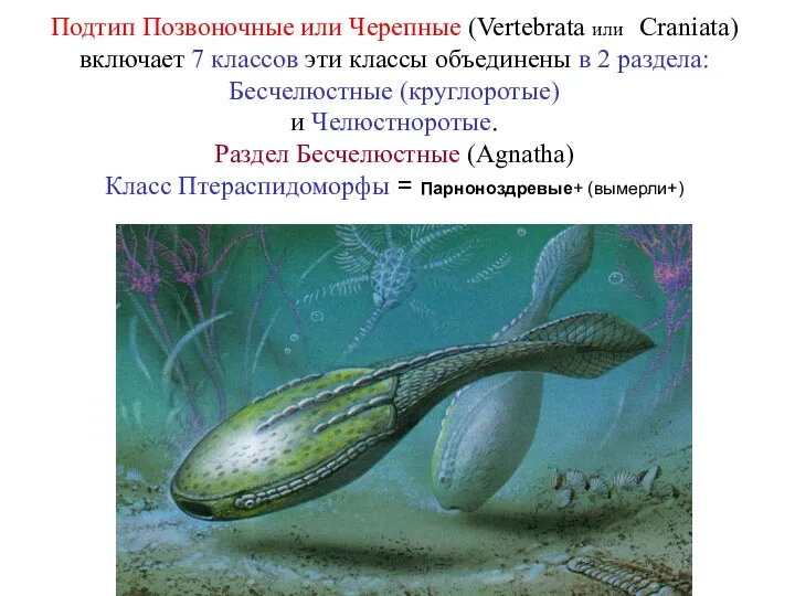 Подтип Позвоночные или Черепные (Vertebrata или Craniata) включает 7 классов