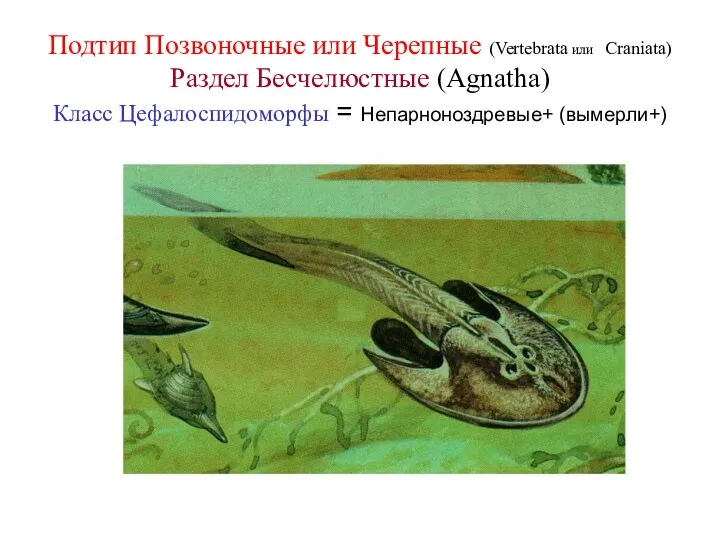 Подтип Позвоночные или Черепные (Vertebrata или Craniata) Раздел Бесчелюстные (Agnatha) Класс Цефалоспидоморфы = Непарноноздревые+ (вымерли+)