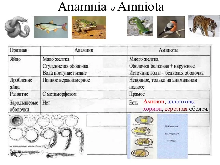 Anamnia и Amniota Амнион, аллантоис, хорион, серозная оболоч.