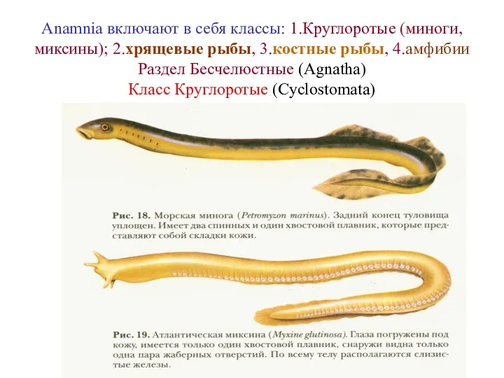 Anamnia включают в себя классы: 1.Круглоротые (миноги, миксины); 2.хрящевые рыбы,