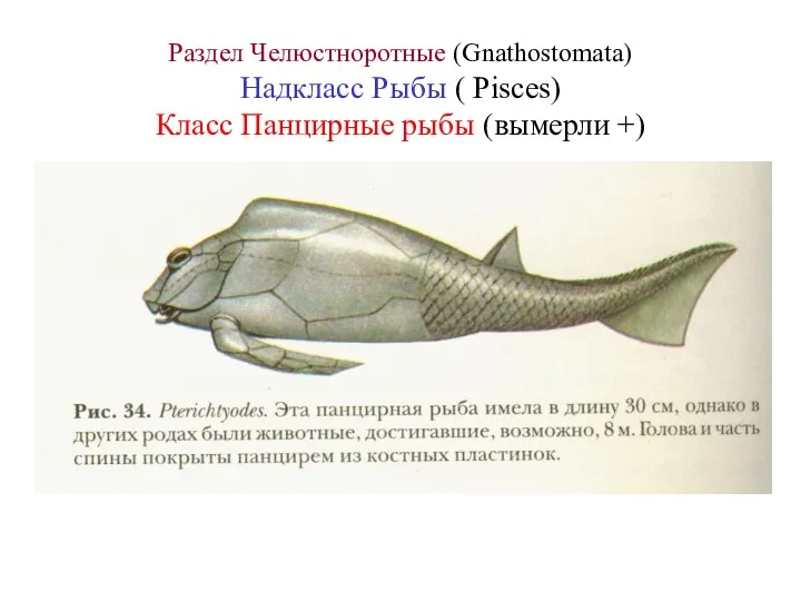 Раздел Челюстноротные (Gnathostomata) Надкласс Рыбы ( Pisces) Класс Панцирные рыбы (вымерли +)