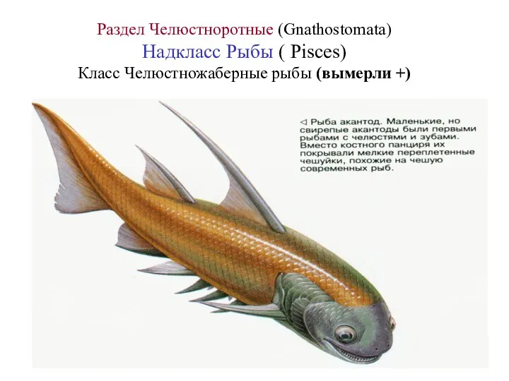 Раздел Челюстноротные (Gnathostomata) Надкласс Рыбы ( Pisces) Класс Челюстножаберные рыбы (вымерли +)