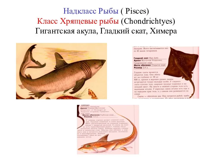 Надкласс Рыбы ( Pisces) Класс Хрящевые рыбы (Chondrichtyes) Гигантская акула, Гладкий скат, Химера