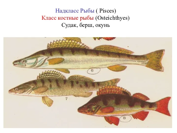 Надкласс Рыбы ( Pisces) Класс костные рыбы (Osteichthyes) Судак, берш, окунь