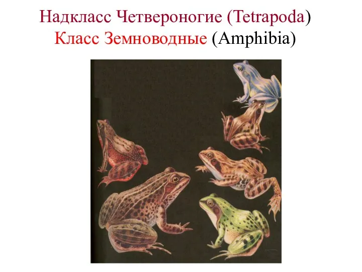 Надкласс Четвероногие (Tetrapoda) Класс Земноводные (Amphibia)