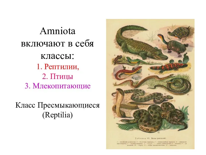Amniota включают в себя классы: 1. Рептилии, 2. Птицы 3. Млекопитающие Класс Пресмыкающиеся (Reptilia)