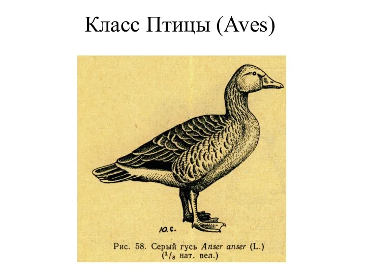 Класс Птицы (Aves)