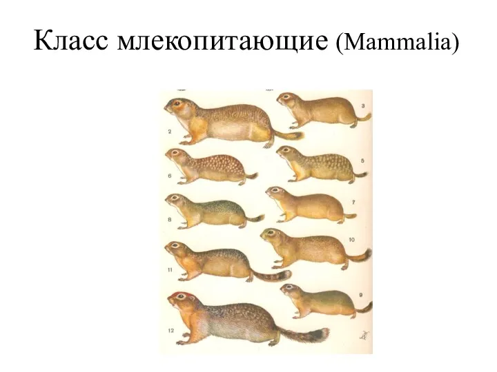 Класс млекопитающие (Mammalia)