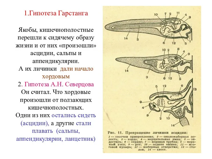 1.Гипотеза Гарстанга Якобы, кишечнополостные перешли к сидячему образу жизни и