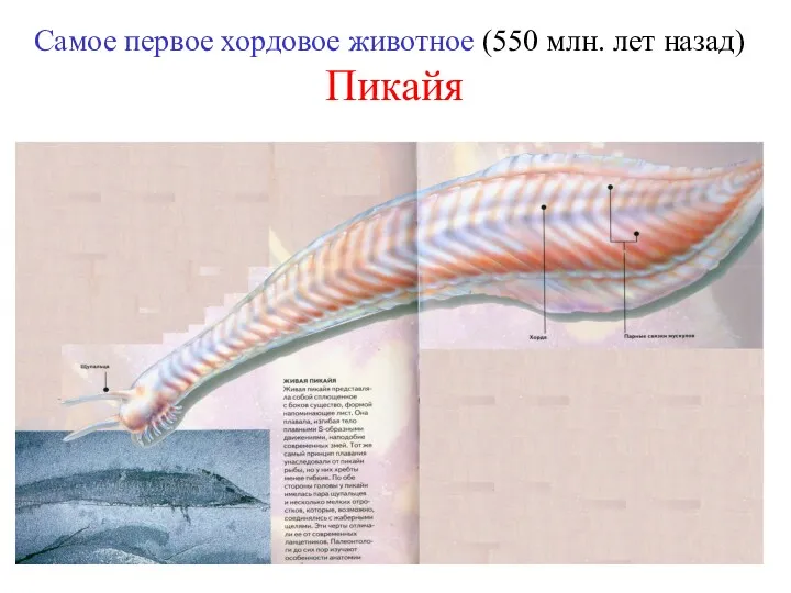 Самое первое хордовое животное (550 млн. лет назад) Пикайя