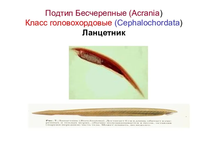 Подтип Бесчерепные (Acrania) Класс головохордовые (Cephalochordata) Ланцетник
