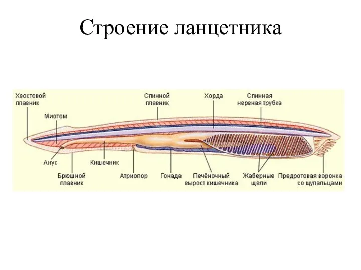 Строение ланцетника