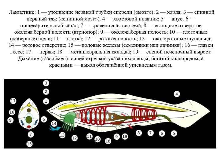 Ланцетник: 1 — утолщение нервной трубки спереди («мозг»); 2 —