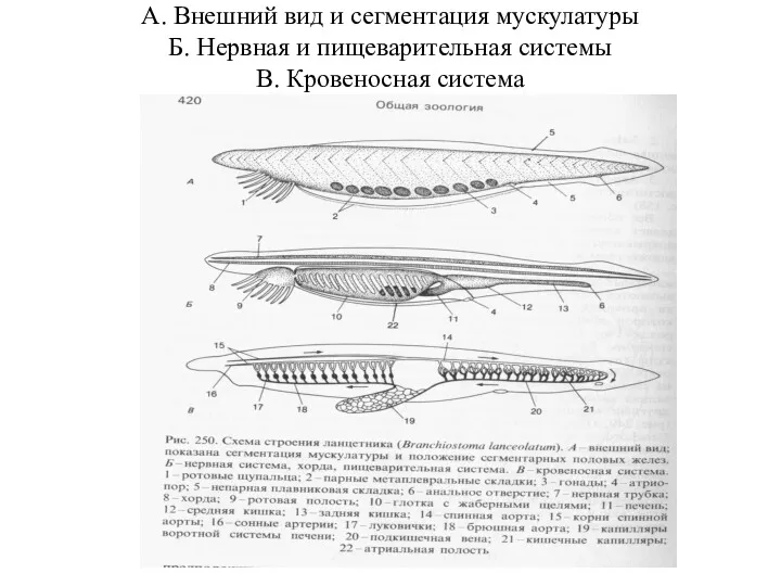 А. Внешний вид и сегментация мускулатуры Б. Нервная и пищеварительная системы В. Кровеносная система