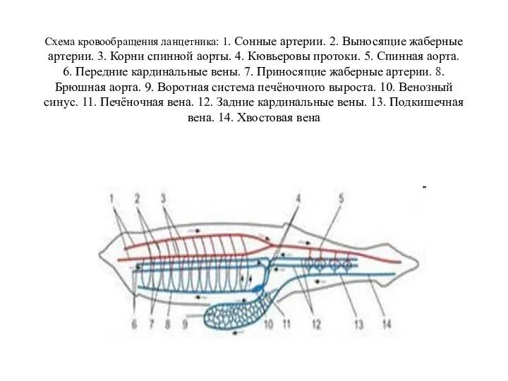 Схема кровообращения ланцетника: 1. Сонные артерии. 2. Выносящие жаберные артерии.