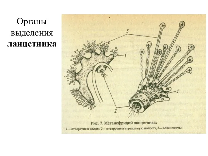 Органы выделения ланцетника