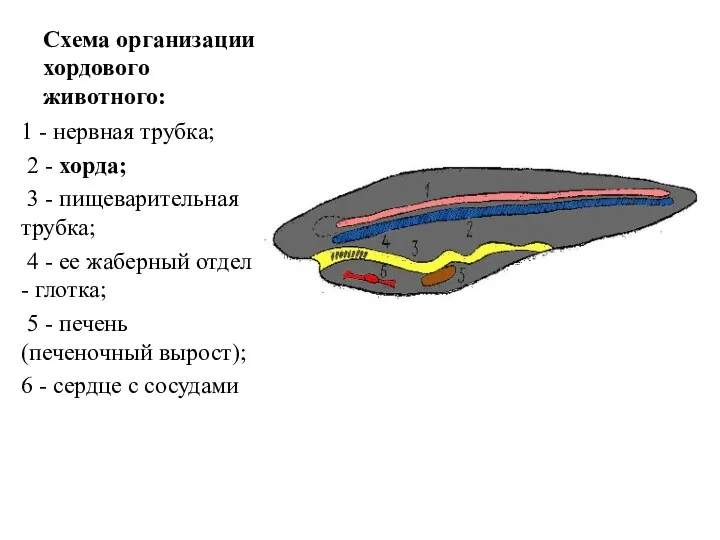 Схема организации хордового животного: 1 - нервная трубка; 2 -