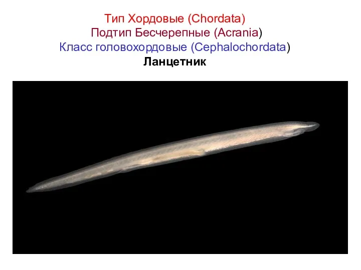 Тип Хордовые (Chordata) Подтип Бесчерепные (Acrania) Класс головохордовые (Cephalochordata) Ланцетник