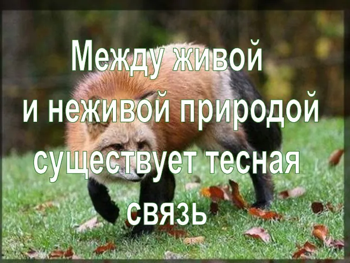 Между живой и неживой природой существует тесная связь