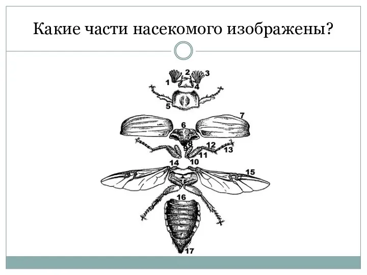 Какие части насекомого изображены?