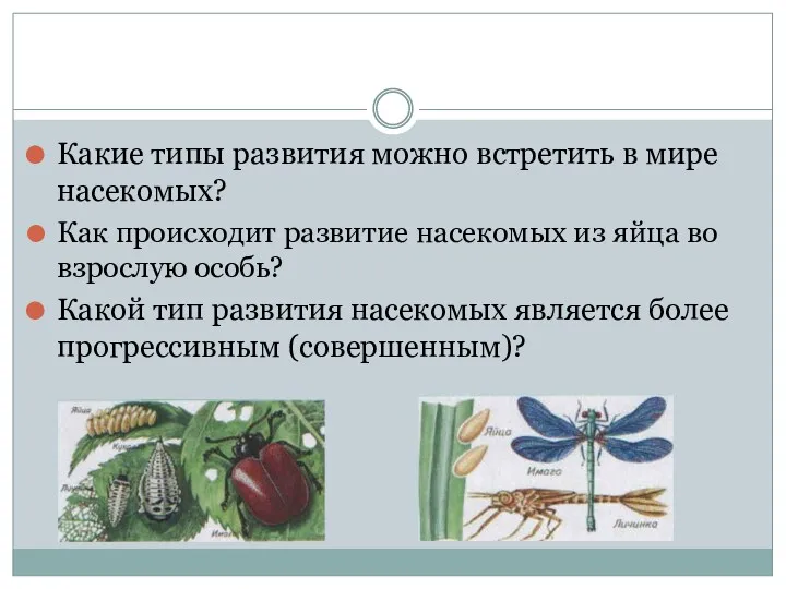 Какие типы развития можно встретить в мире насекомых? Как происходит развитие насекомых из