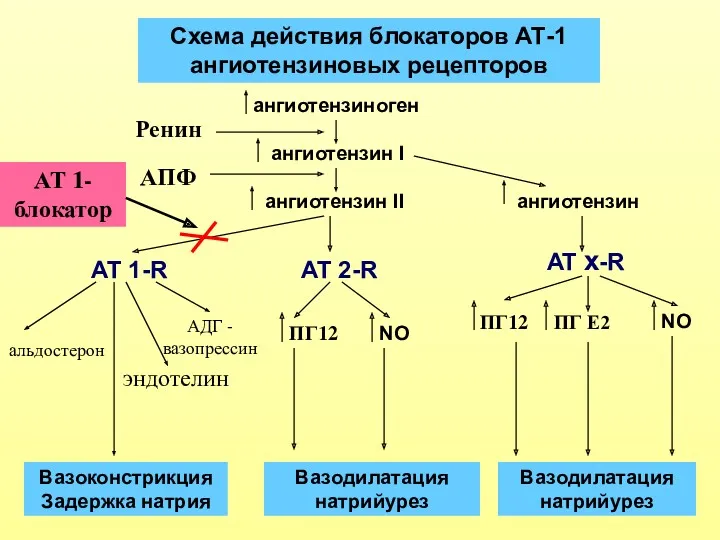 Схема действия блокаторов АТ-1 ангиотензиновых рецепторов ангиотензиноген ангиотензин I ангиотензин II ангиотензин АТ