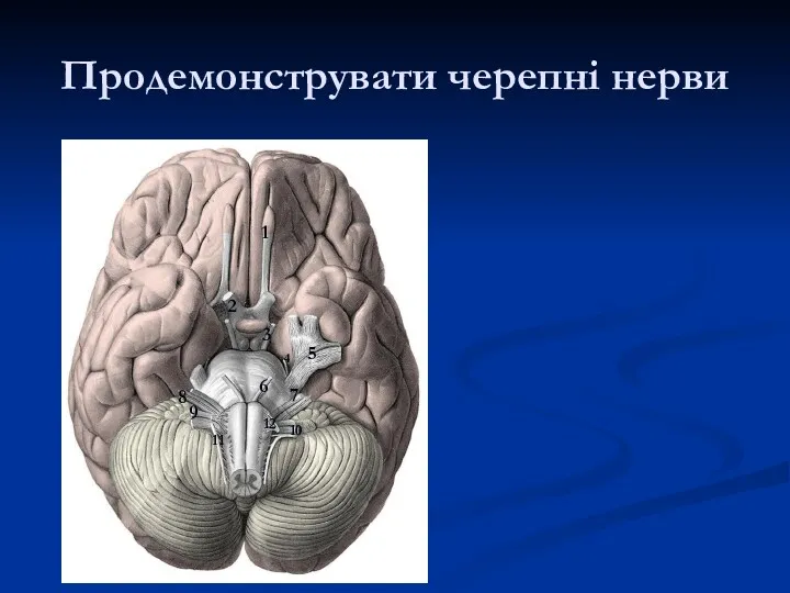 Продемонструвати черепні нерви 1 2 3 4 5 6 7 8 9 10 11 12