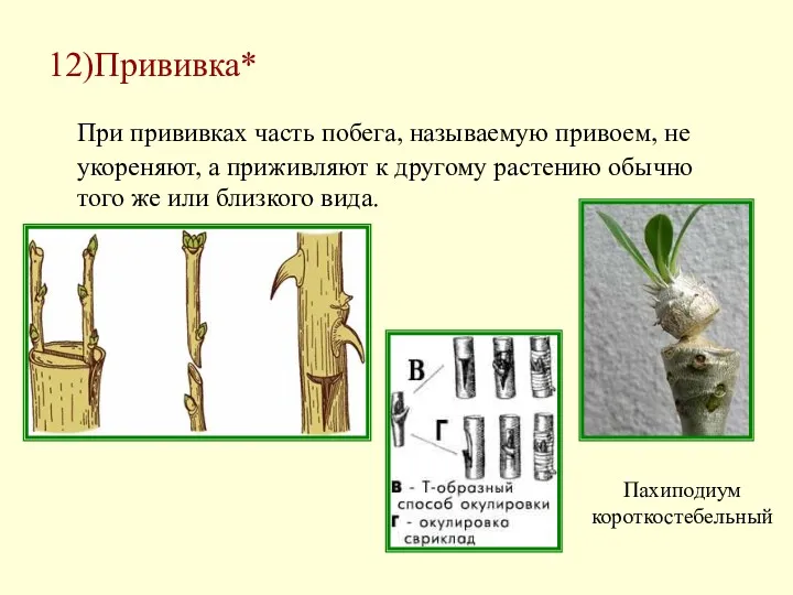 12)Прививка* При прививках часть побега, называемую привоем, не укореняют, а