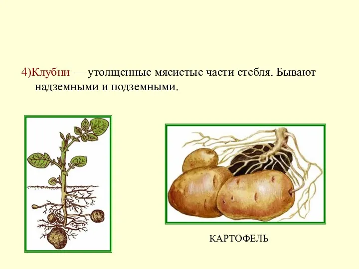 4)Клубни — утолщенные мясистые части стебля. Бывают надземными и подземными. КАРТОФЕЛЬ