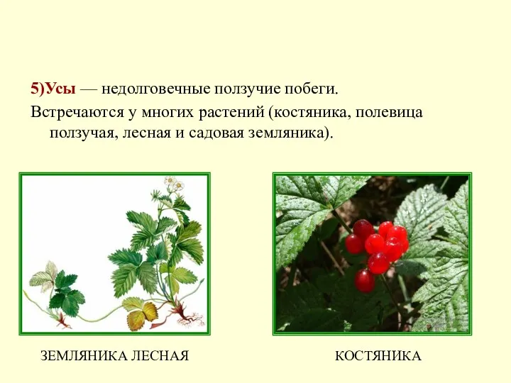 5)Усы — недолговечные ползучие побеги. Встречаются у многих растений (костяника,