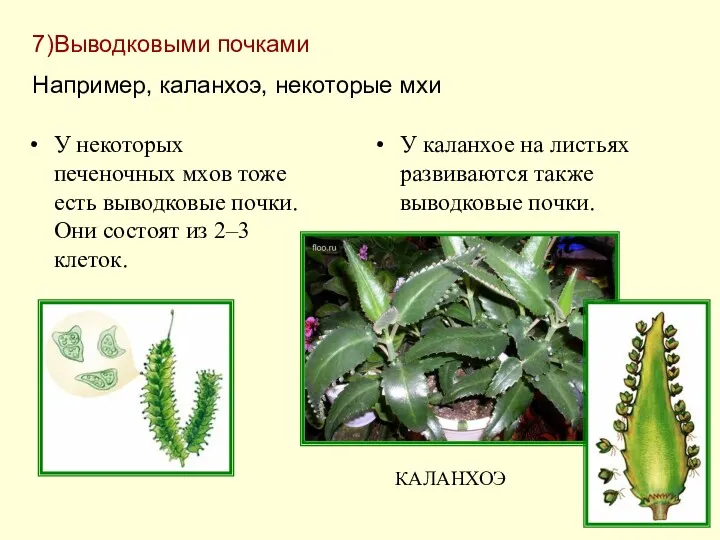 У некоторых печеночных мхов тоже есть выводковые почки. Они состоят