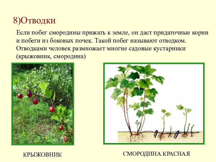 8)Отводки Если побег смородины прижать к земле, он даст придаточные