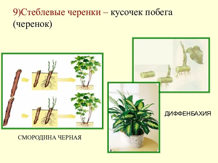 9)Стеблевые черенки – кусочек побега (черенок) ДИФФЕНБАХИЯ СМОРОДИНА ЧЕРНАЯ