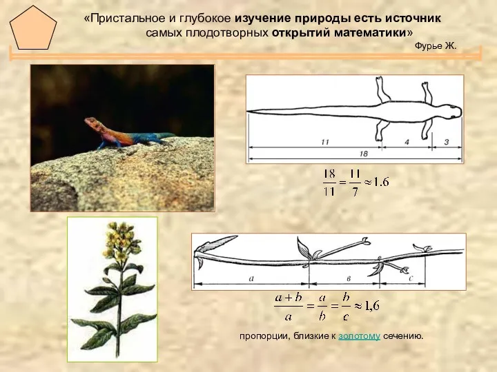пропорции, близкие к золотому сечению. «Пристальное и глубокое изучение природы