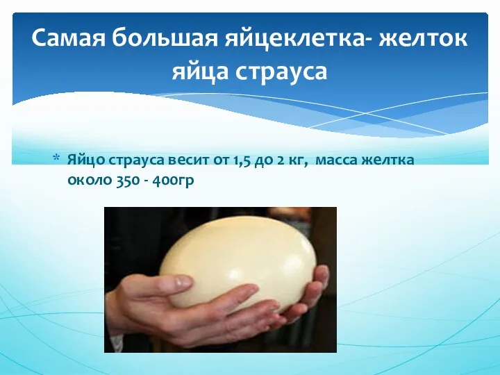 Яйцо страуса весит от 1,5 до 2 кг, масса желтка