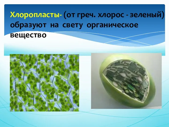 Хлоропласты- (от греч. хлорос - зеленый) образуют на свету органическое вещество