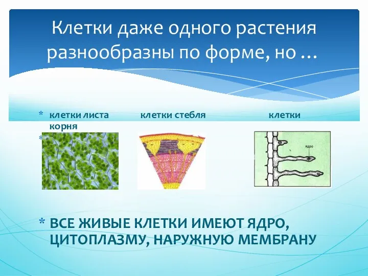 клетки листа клетки стебля клетки корня ВСЕ ЖИВЫЕ КЛЕТКИ ИМЕЮТ