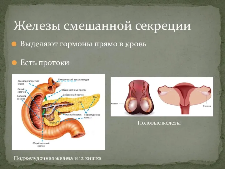 Выделяют гормоны прямо в кровь Железы смешанной секреции Есть протоки