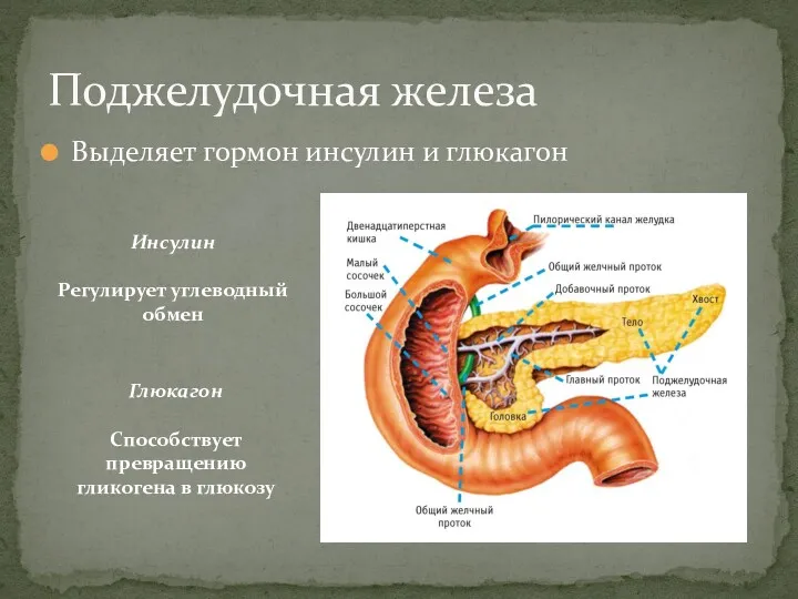 Выделяет гормон инсулин и глюкагон Поджелудочная железа Инсулин Регулирует углеводный