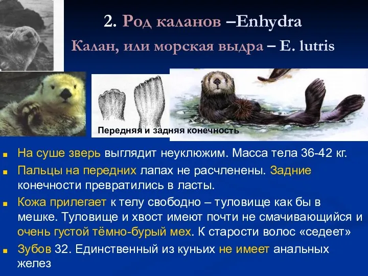 2. Род каланов –Enhydra Калан, или морская выдра – E.