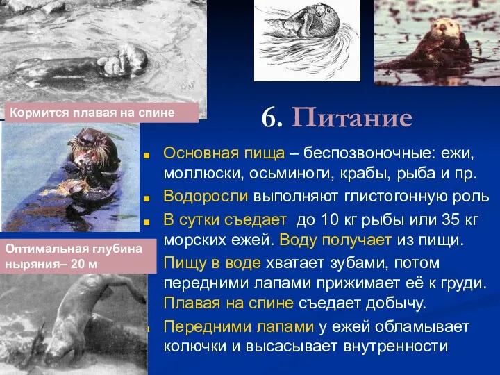 6. Питание Основная пища – беспозвоночные: ежи, моллюски, осьминоги, крабы,