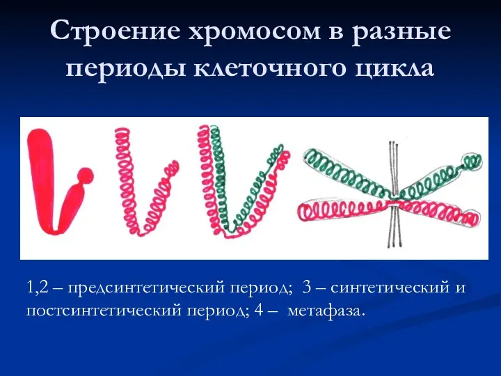 Строение хромосом в разные периоды клеточного цикла 1,2 – предсинтетический