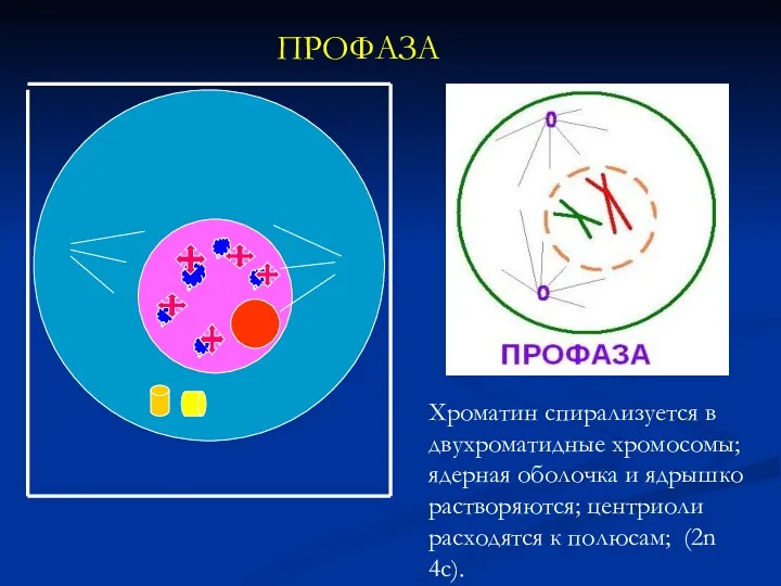 ПРОФАЗА Хроматин спирализуется в двухроматидные хромосомы; ядерная оболочка и ядрышко