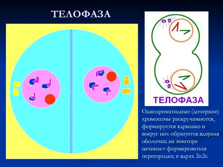 ТЕЛОФАЗА Однохроматидные (дочерние) хромосомы раскручиваются, формируется ядрышко и вокруг них