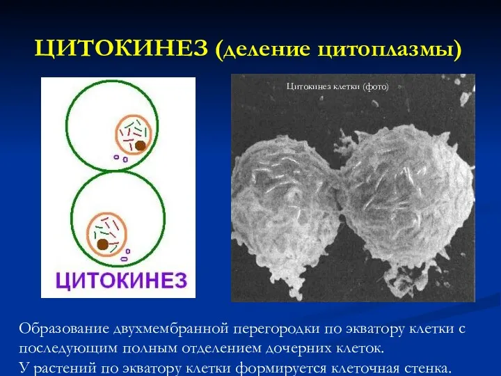 ЦИТОКИНЕЗ (деление цитоплазмы) Образование двухмембранной перегородки по экватору клетки с