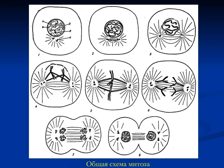 Общая схема митоза