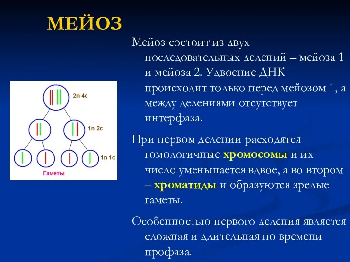 МЕЙОЗ Мейоз состоит из двух последовательных делений – мейоза 1