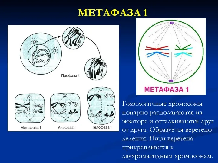 МЕТАФАЗА 1 Гомологичные хромосомы попарно располагаются на экваторе и отталкиваются