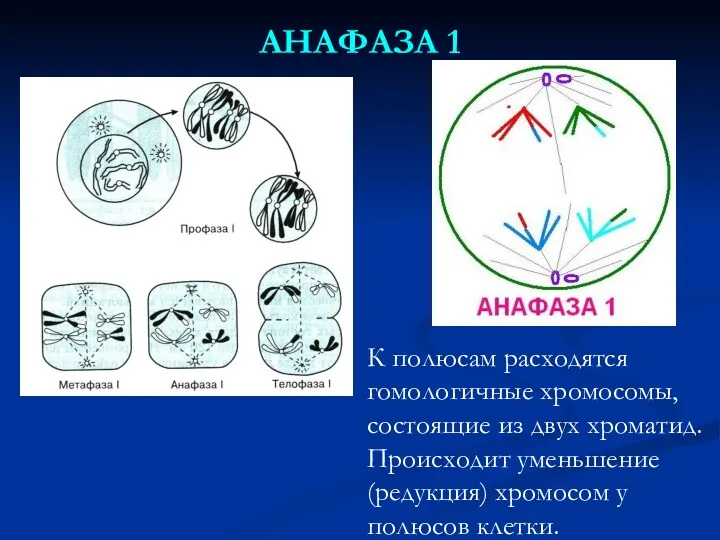 АНАФАЗА 1 К полюсам расходятся гомологичные хромосомы, состоящие из двух