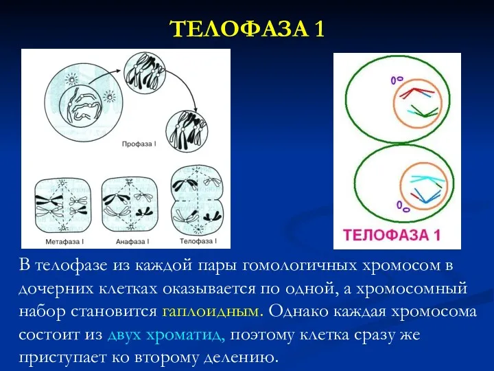 ТЕЛОФАЗА 1 В телофазе из каждой пары гомологичных хромосом в